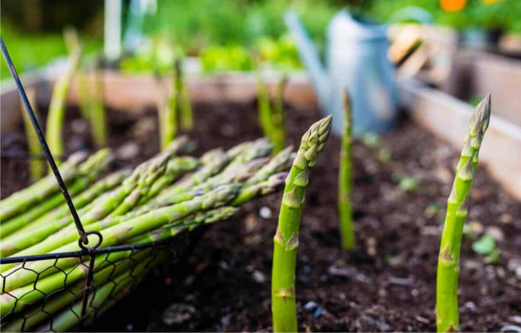 Asparagi, alleati naturali per cuore, pelle e forma fisica: tutti i benefici da riscoprire 1 Asparagi italiani: concentrato di vitamine e antiossidanti