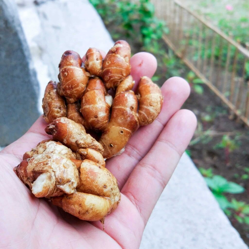 Zenzero e tumori: il composto naturale che frena l’energia delle cellule cancerose 1 Nuove armi dalla natura, il potere antinfiammatorio dello zenzero: prudenza ma ottimismo