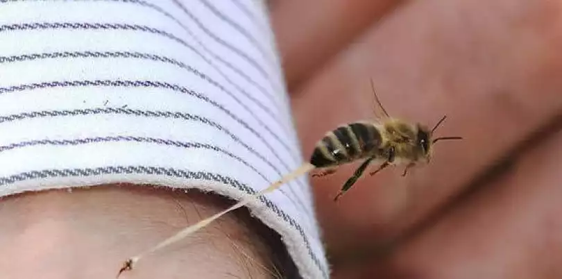 Insetti estivi: come riconoscere i pericoli e proteggersi dalle punture 1 Punture: quando la reazione è davvero più grave