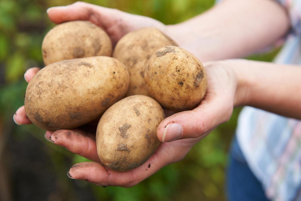 Diabete e patate, ecco perché la cottura fa la differenza per la salute 1 Le patate non sono una verdura: occhio agli zuccheri