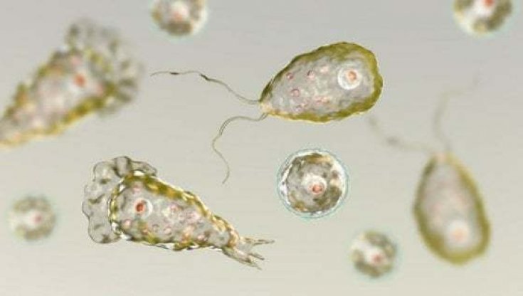 I “vermi mangiacervello” esistono davvero? Cosa sono, dove si trovano e quali rischi comportano 7 Dove si trovano e come avviene l’esposizione con questi "vermi"