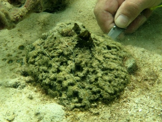 Oceani e farmaci antitumorali, dal mare arrivano nuove speranze per la ricerca contro il cancro 1 Tectitethya crypta