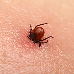 Encefalite da zecca, cresce l’attenzione dopo un caso mortale: come riconoscere sintomi, rischi e prevenzione 1 images 3