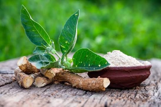 STRESS E CORTISOLO, LA NUOVA FRONTIERA DEI NOOTROPICI NATURALI: DALLE ANTICHE PIANTE ALLE MOLECOLE STUDIATE DALLA SCIENZA 1 images 6