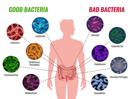 6569fa314b169ad26ccc54d6_ridimensionata probiotic good bad bacteria ?brizy media=32980&brizy crop=iW%3D348%26iH%3D248%26oX%3D8%26oY%3D0%26cW%3D331%26cH%3D248