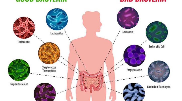 6569fa314b169ad26ccc54d6_ridimensionata probiotic good bad bacteria 6569fa314b169ad26ccc54d6 ridimensionata probiotic good bad bacteria