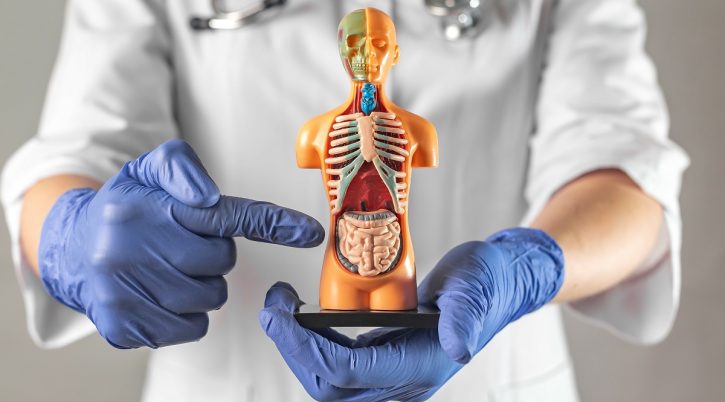 Doctor pointing at intestine symbol inside human body model. Concept of intestinal diagnostics and care News colon virtuale VAL