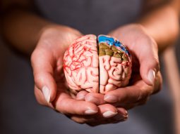 cropped shot of woman holding brain model in hands cropped shot of woman holding brain model in hands 2023 11 27 05 05 40 utc scaled 1