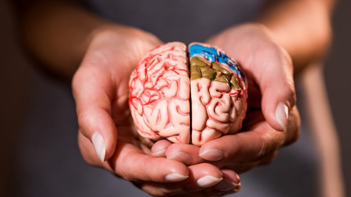cropped shot of woman holding brain model in hands 2023 11 27 05 05 40 utc scaled 1