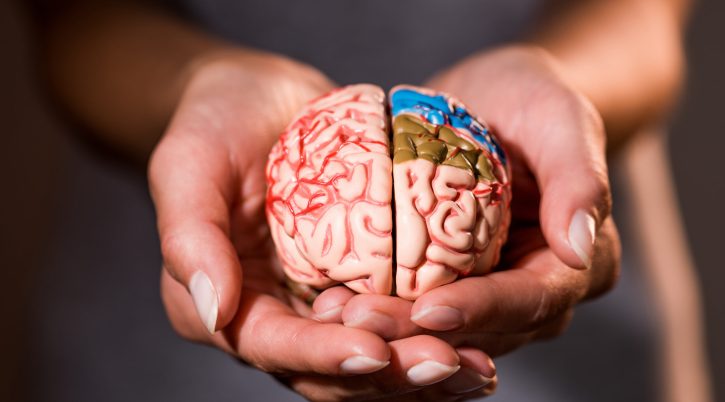cropped shot of woman holding brain model in hands cropped shot of woman holding brain model in hands 2023 11 27 05 05 40 utc scaled 1