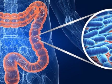 microbiota-1-850x364 ?brizy media=34091&brizy crop=iW%3D579%26iH%3D248%26oX%3D123%26oY%3D0%26cW%3D331%26cH%3D248